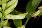 Canadian milkvetch